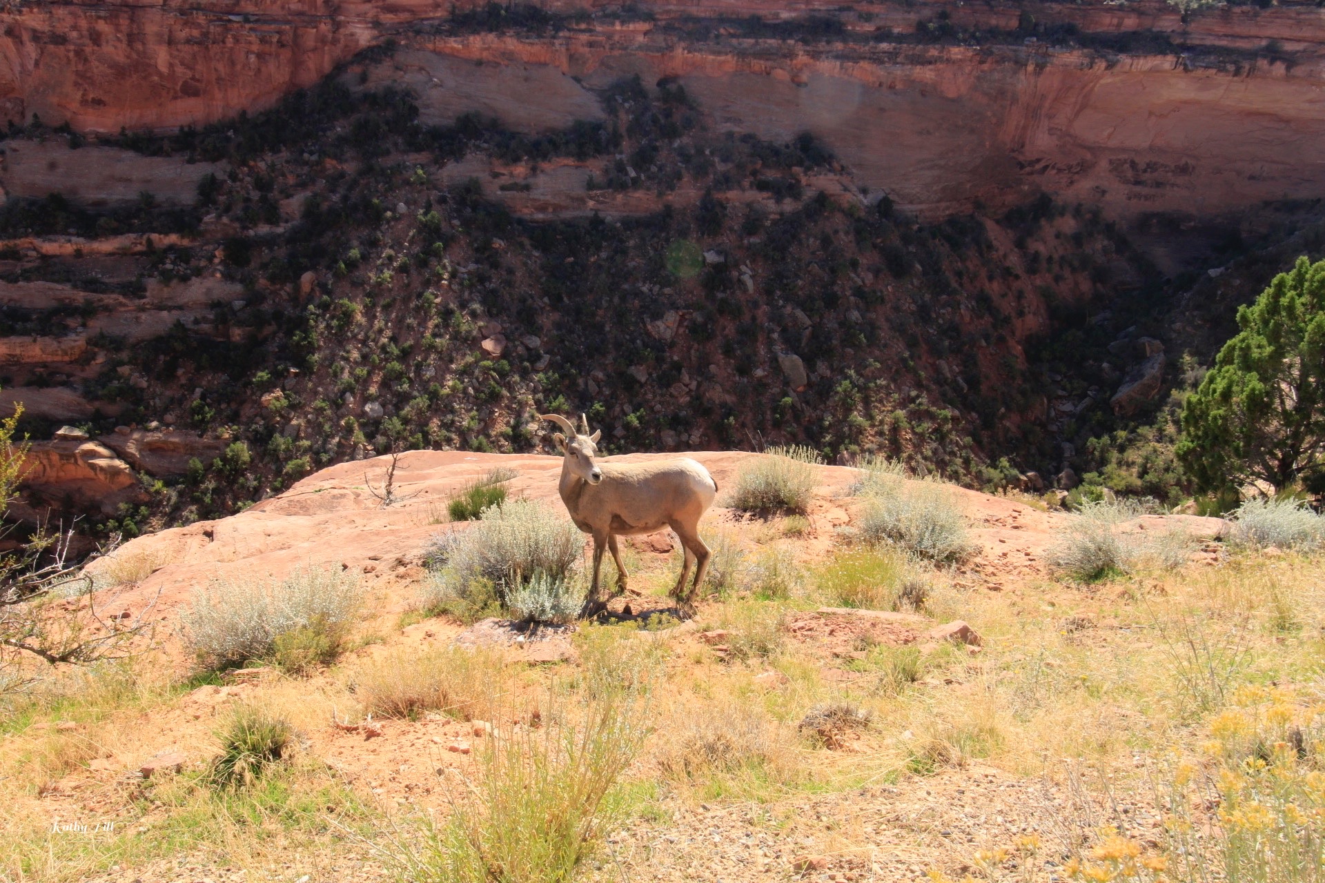 Welcome to Colorado National Monument