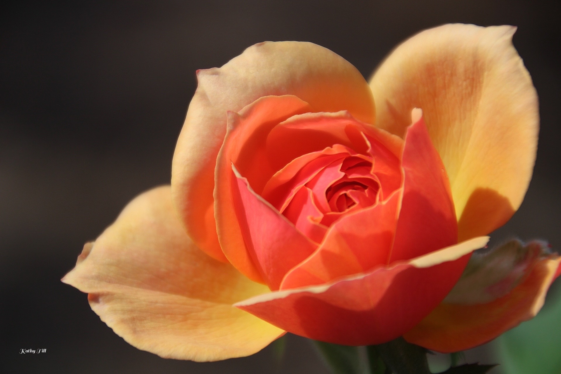 Beautiful Flowers