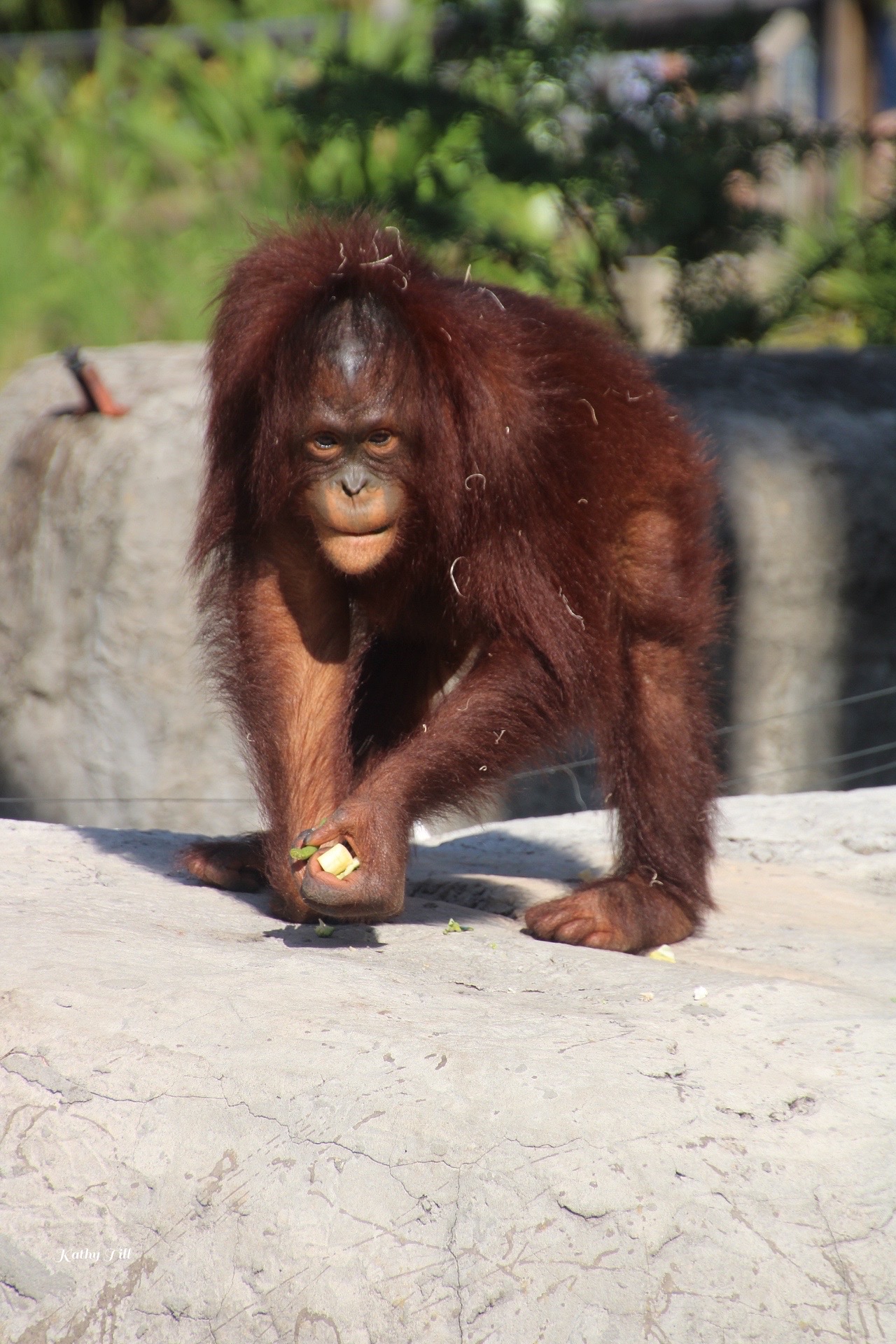Orangutans Steal the Show