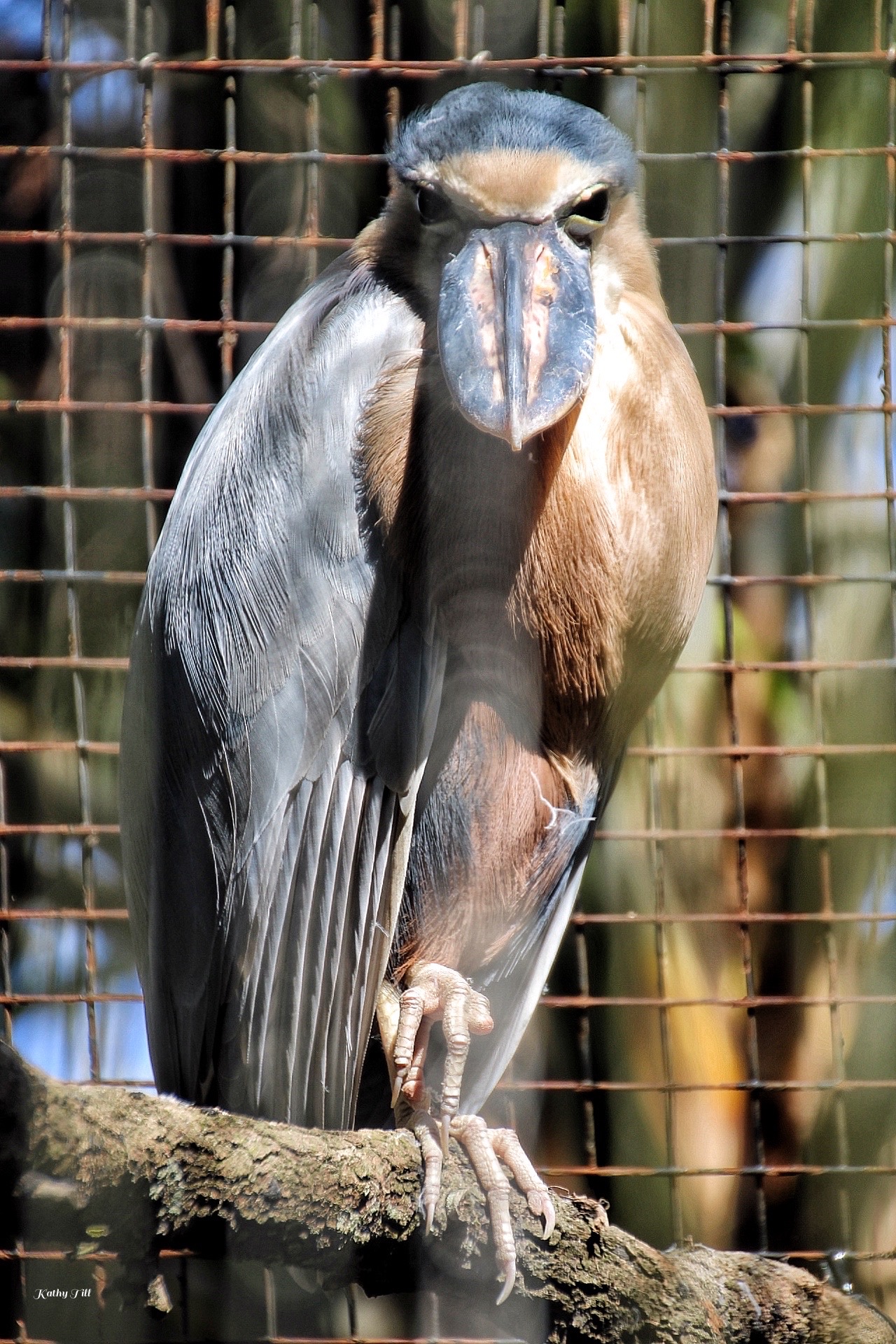 Birds Take Center Stage