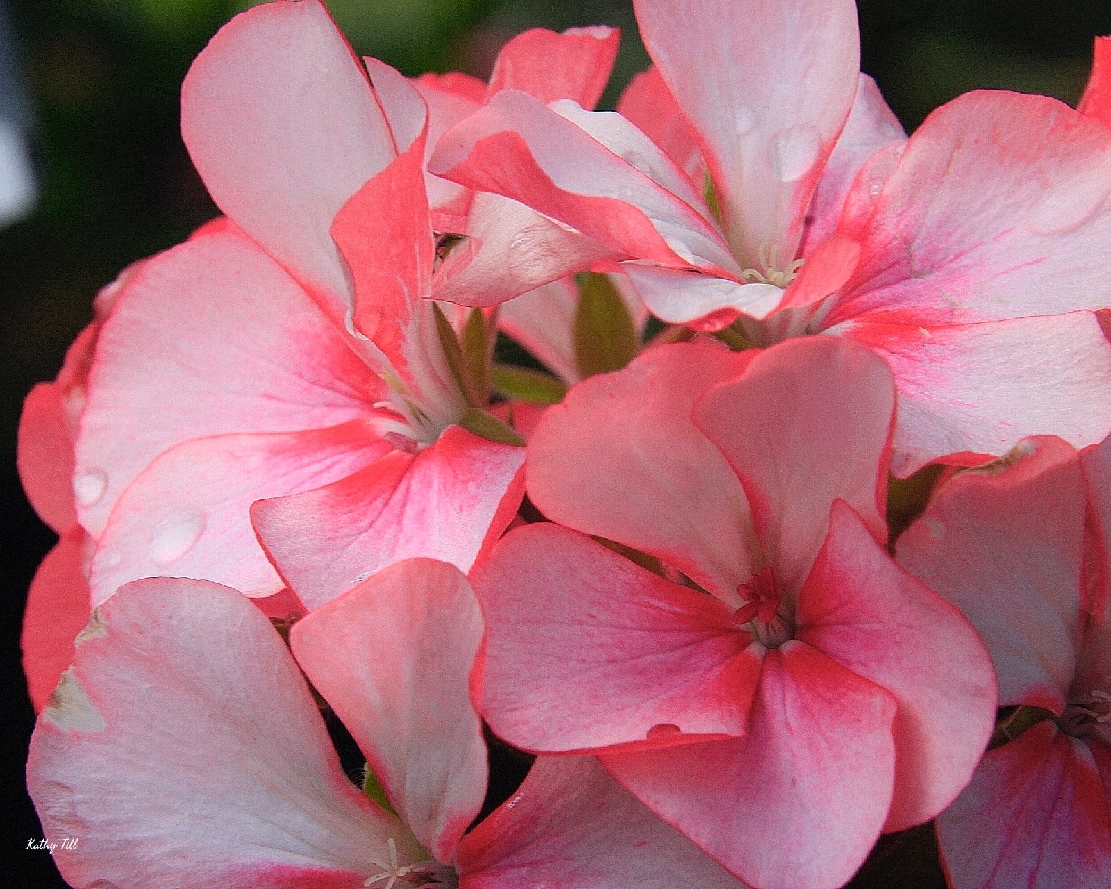 “Tickled Pink”