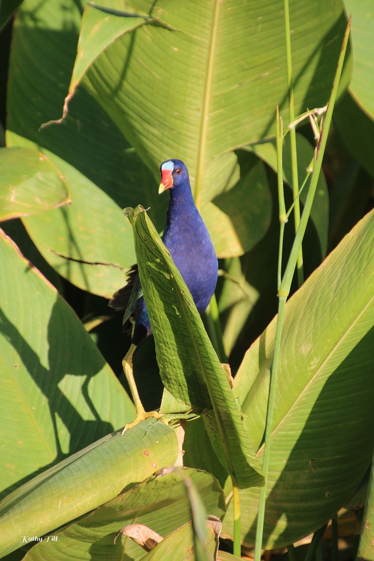 Beyond the Photos – Purple Gallinule