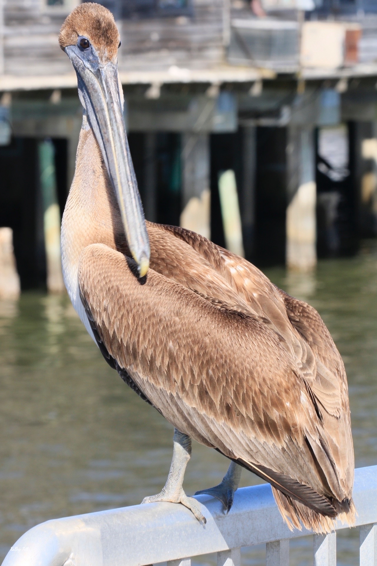 Beyond the Photos – Brown Pelican