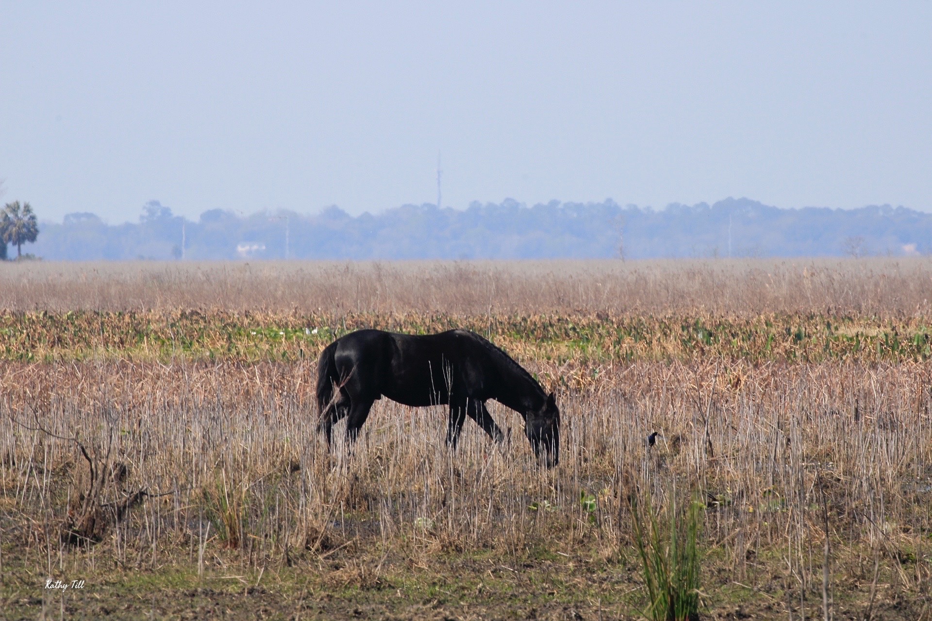 Florida’s Most Unusual Residents