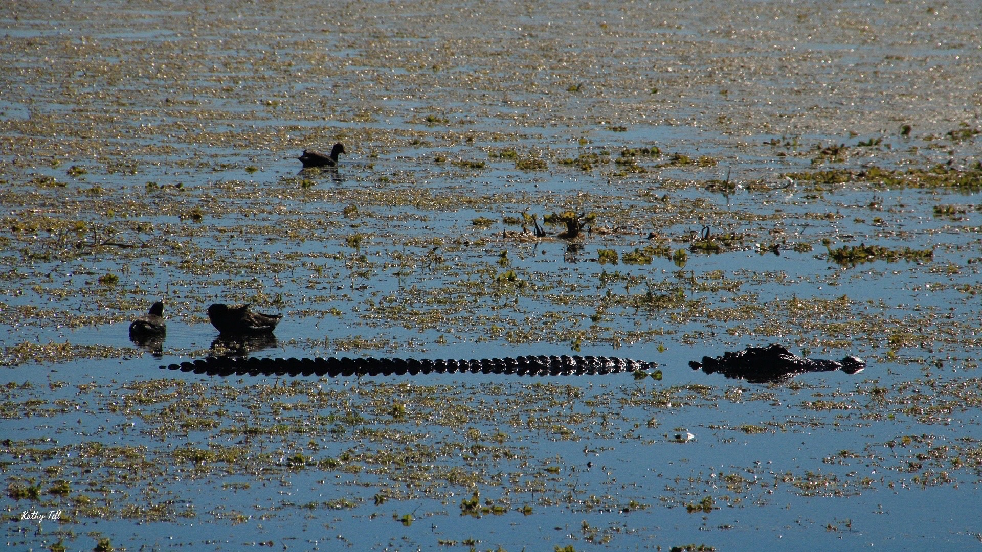 Endless Blue Skies and an Alligator