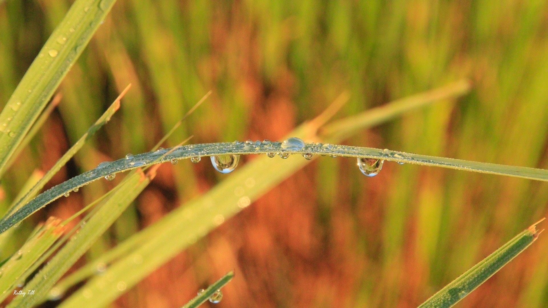 Dew Drops in the Morning Sun