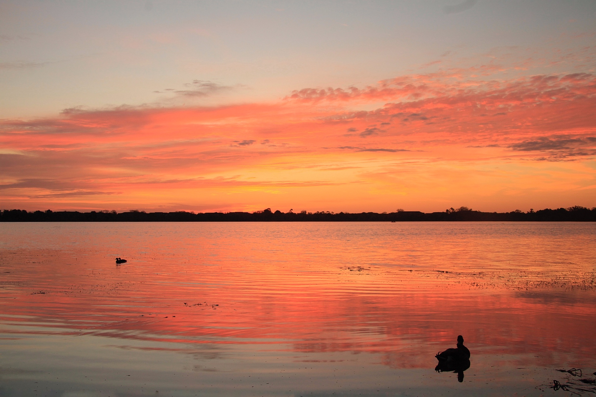 Ducks at Sunrise