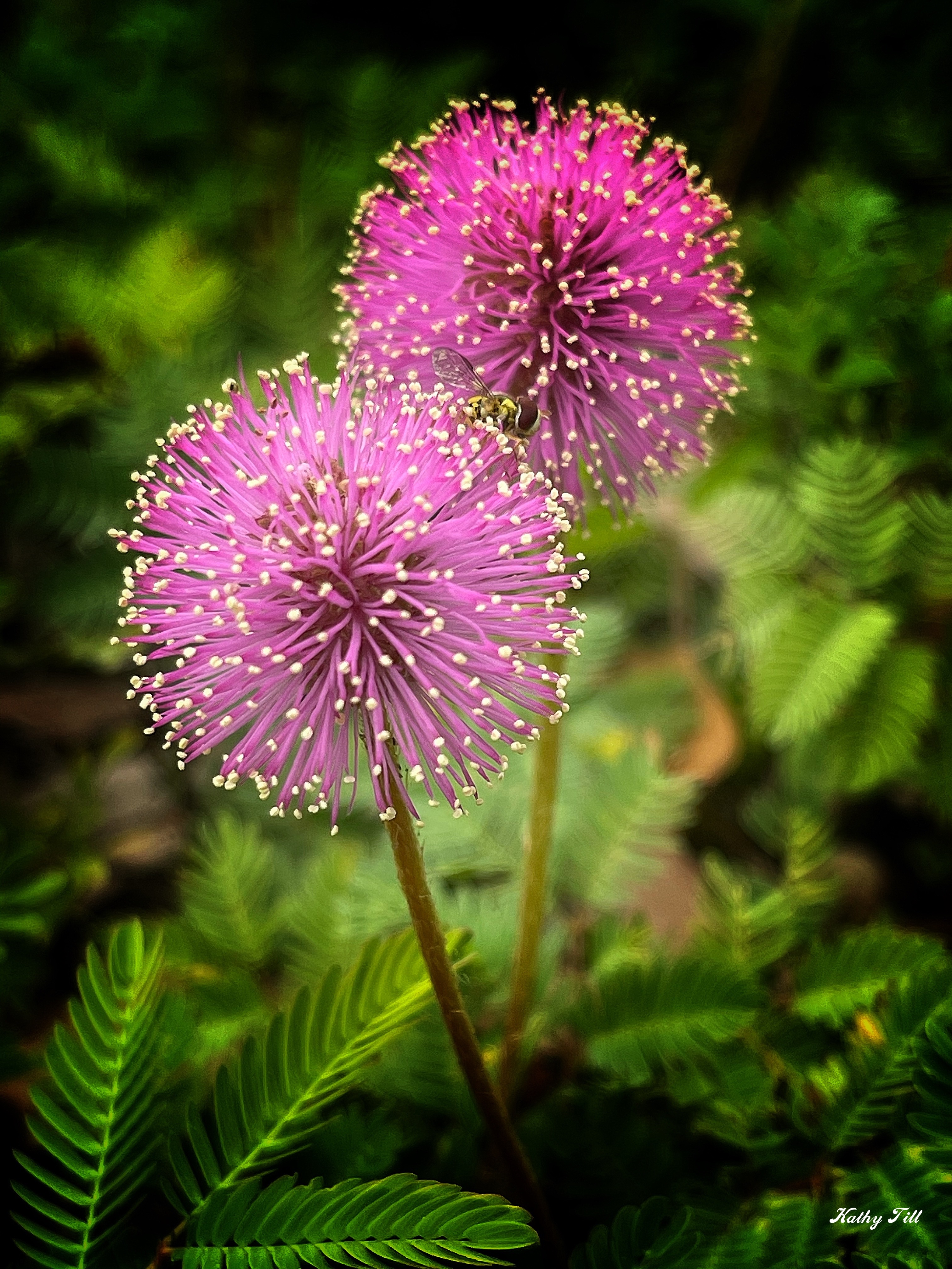 Flowers Up Close