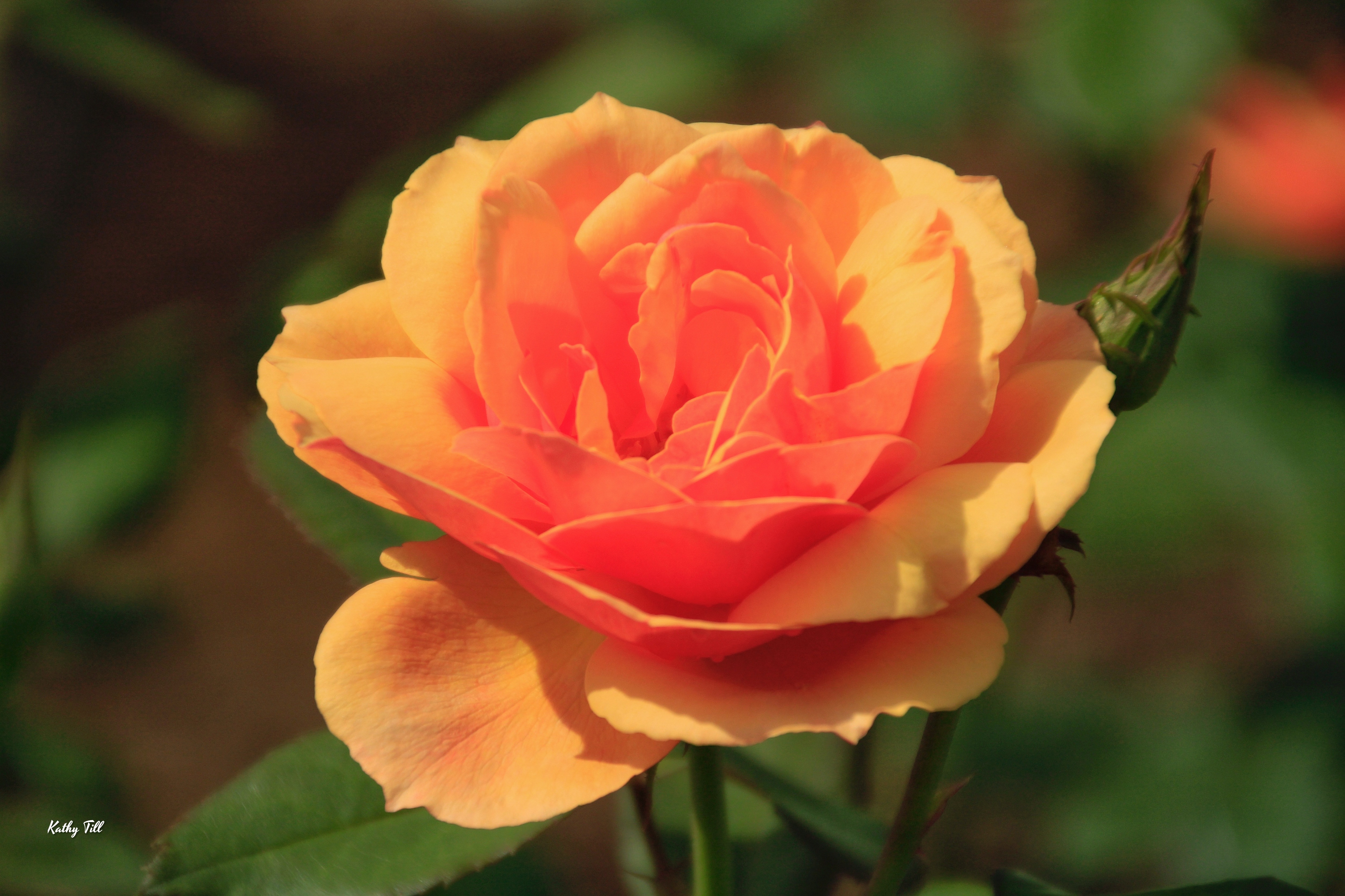 The Perfect Rose