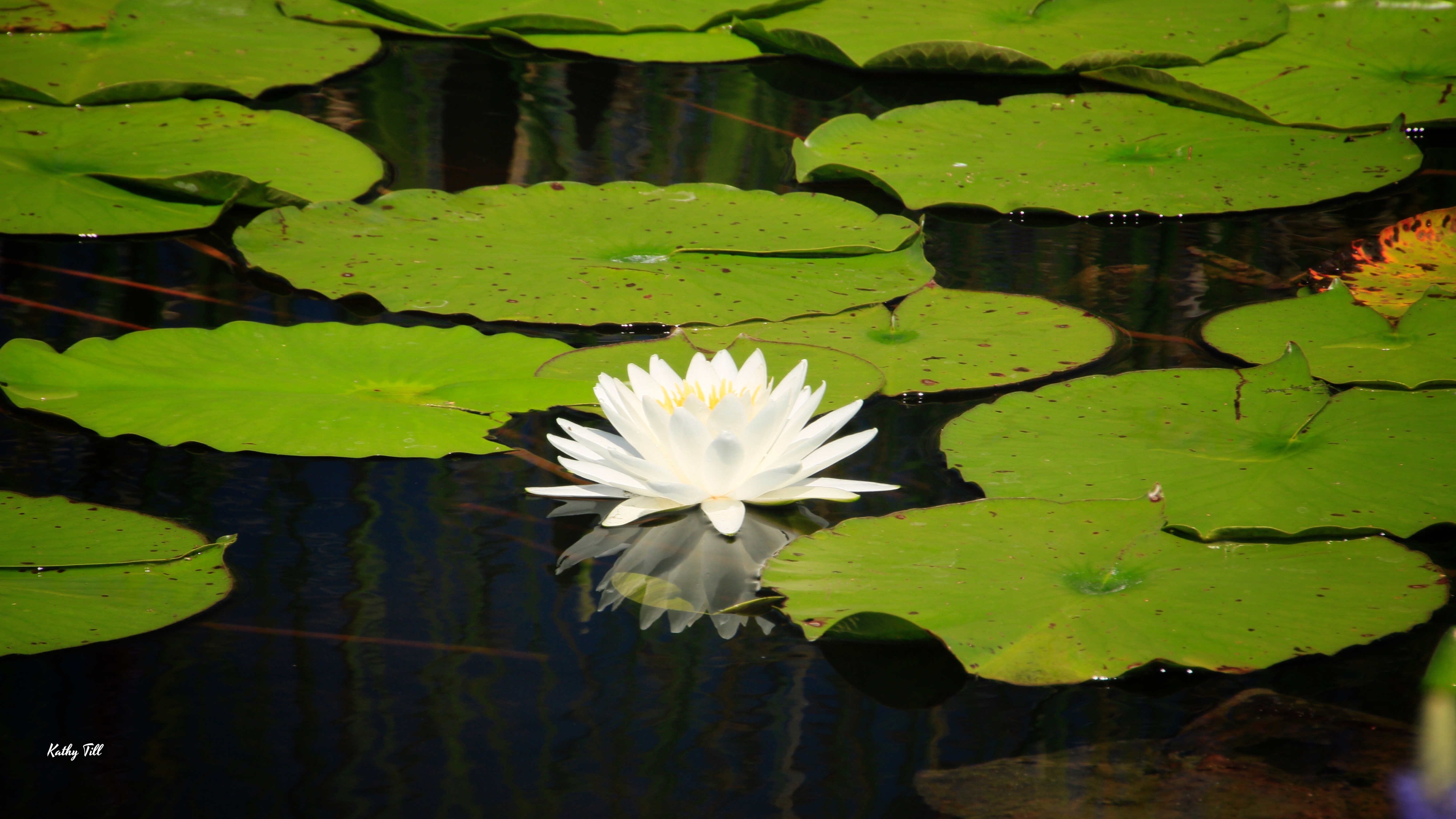 Finding Beauty in Simplicity