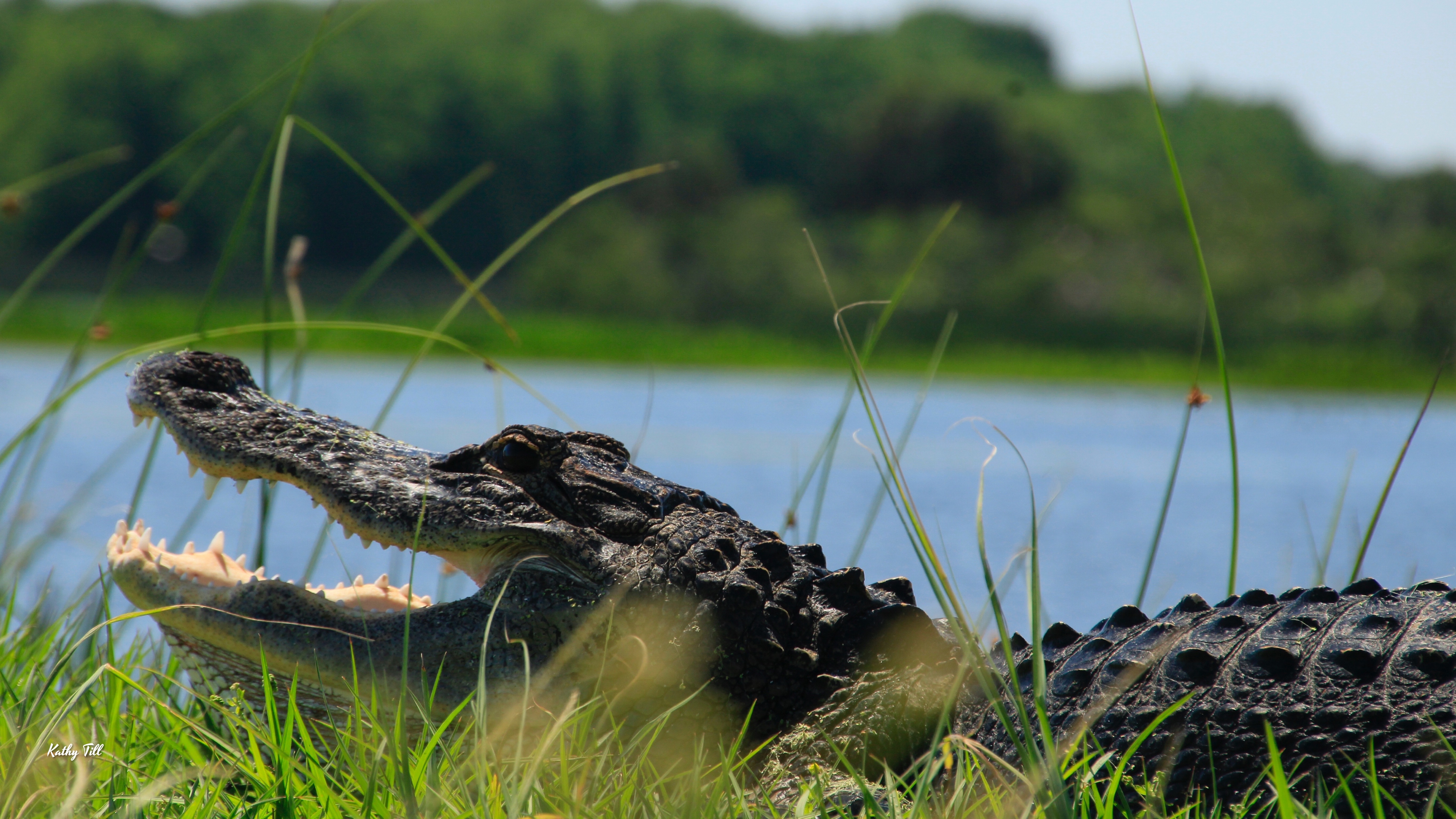 The Alligators of Orlando Wetlands Park