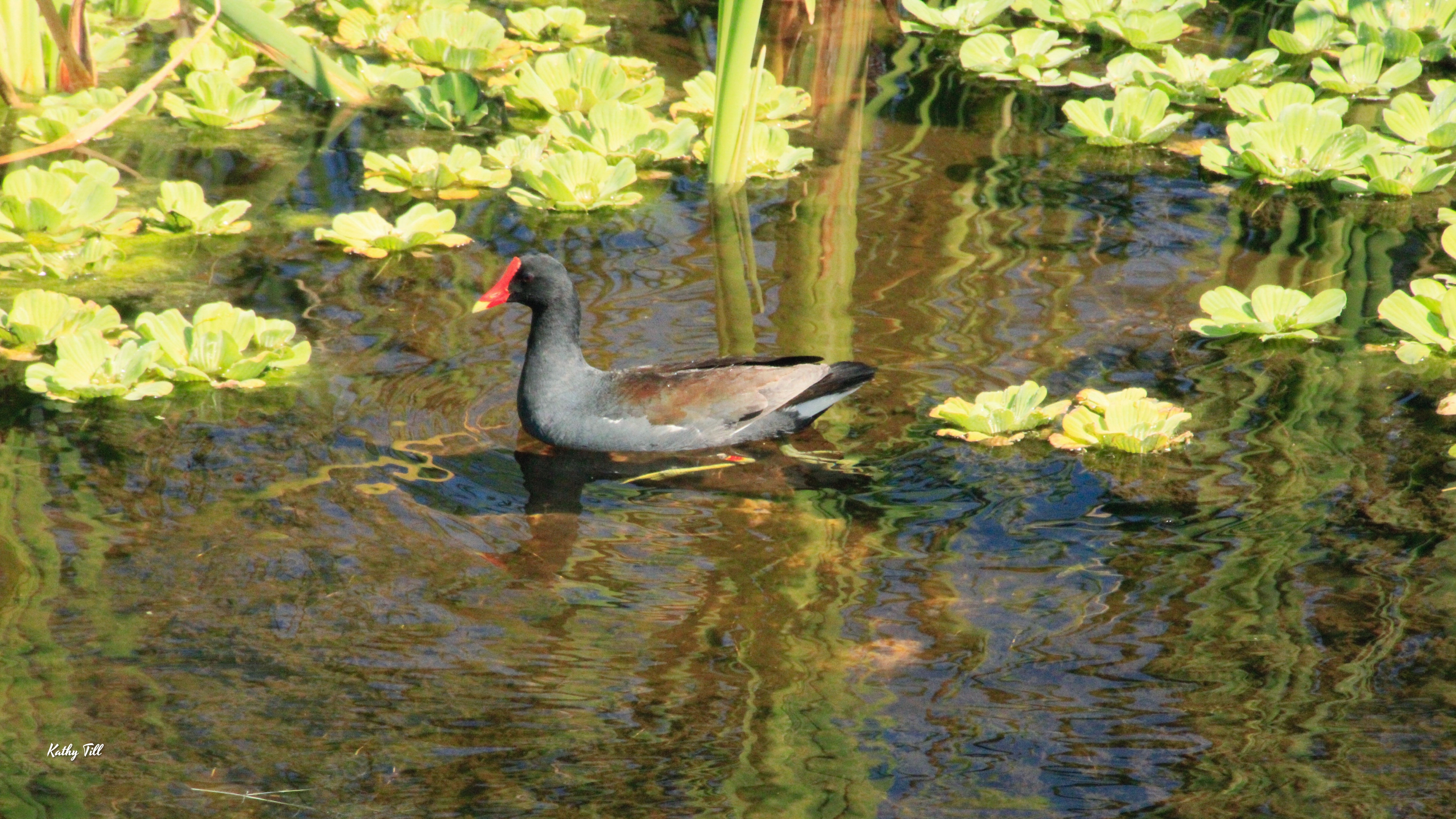The Common Gallinule