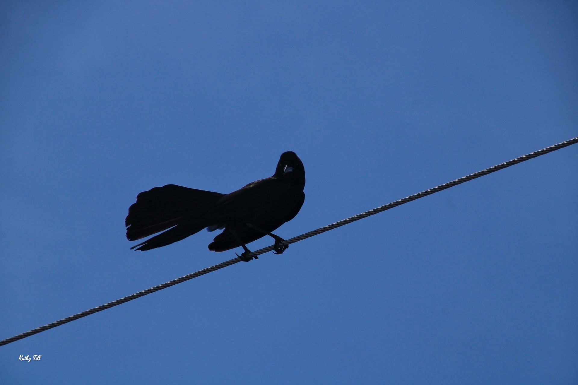 The Bird on a Wire