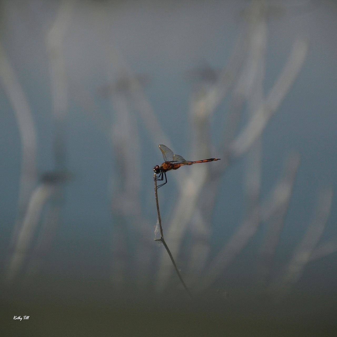 Day of the Dragonfly