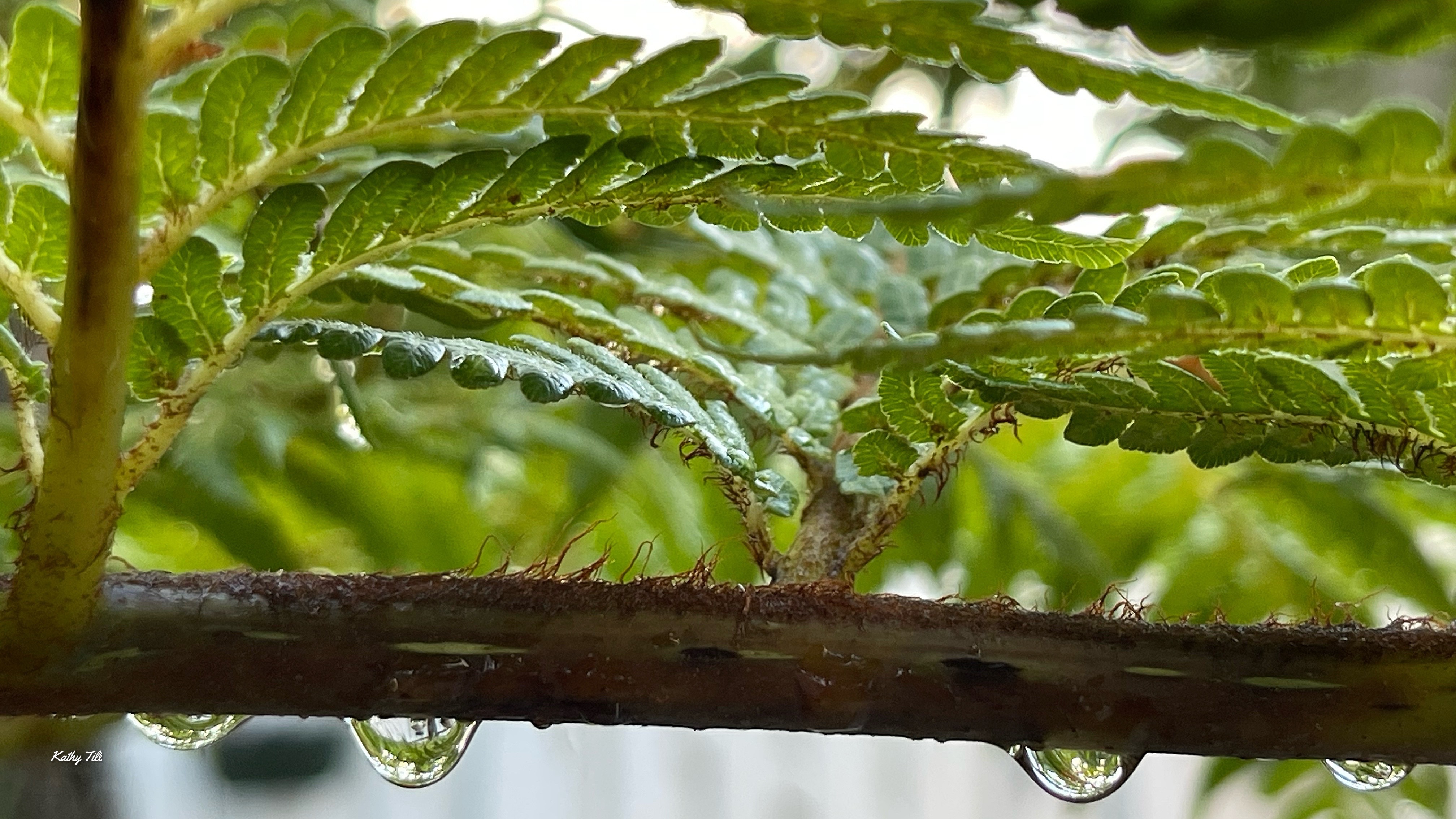 Renewed by the Rain