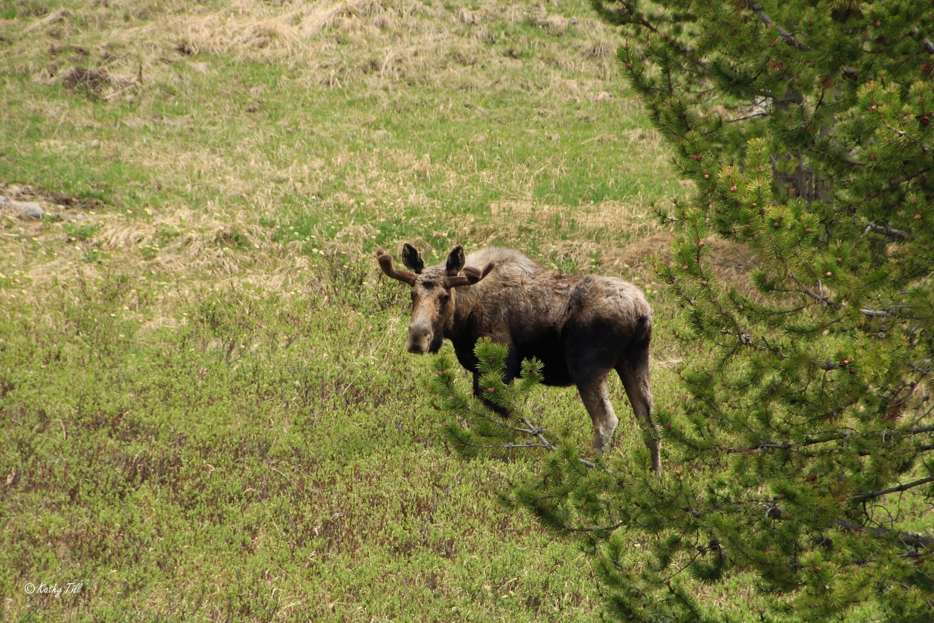 Northwest Encounters – Big Horn Canyon