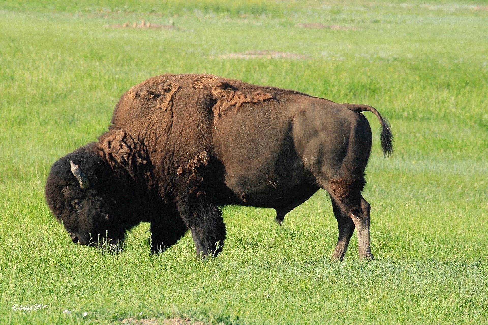 A Very Up Close Northwest Encounter – Badlands National Park –