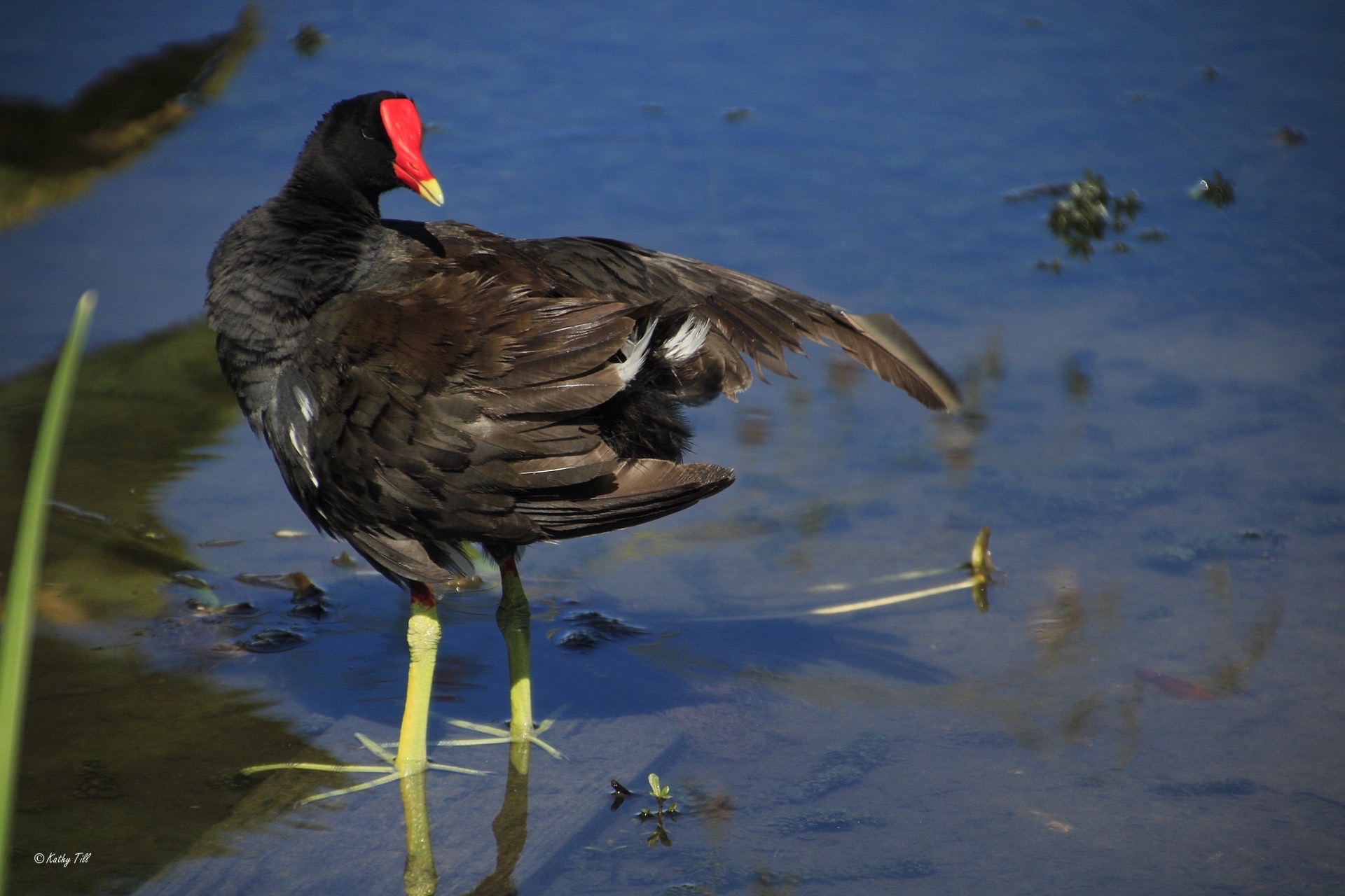 Common Gallinule Preening