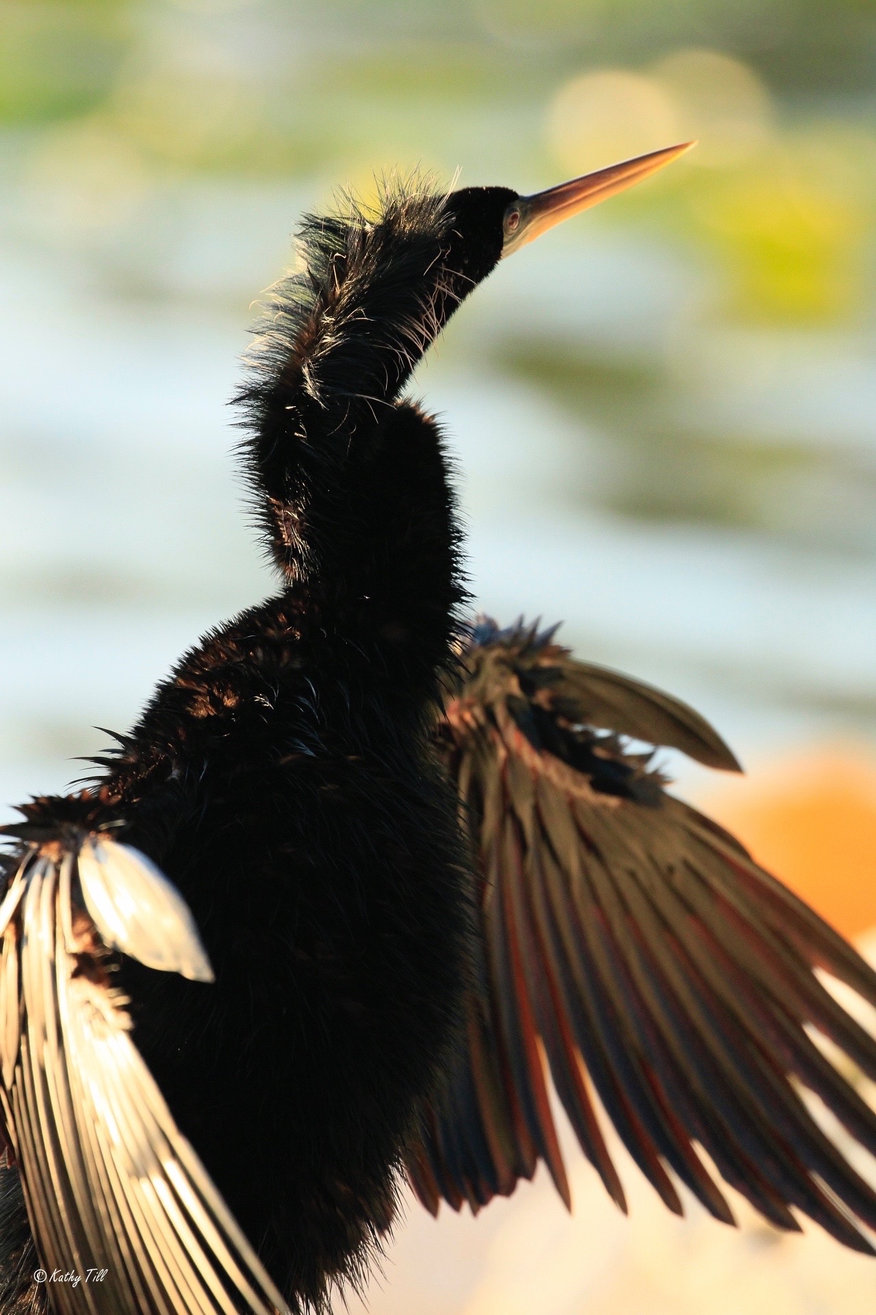 Drying Off