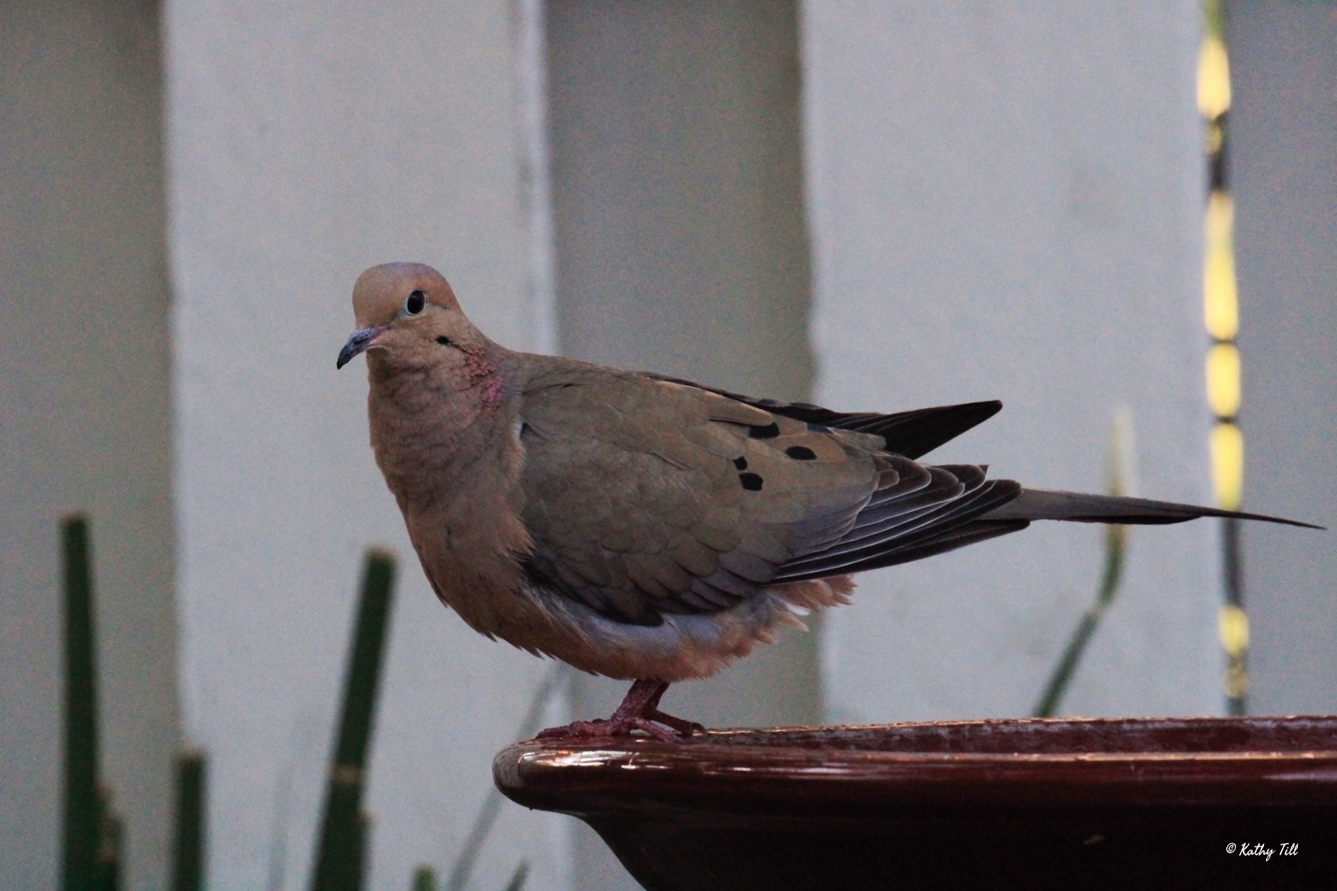 A Frequent Visitor