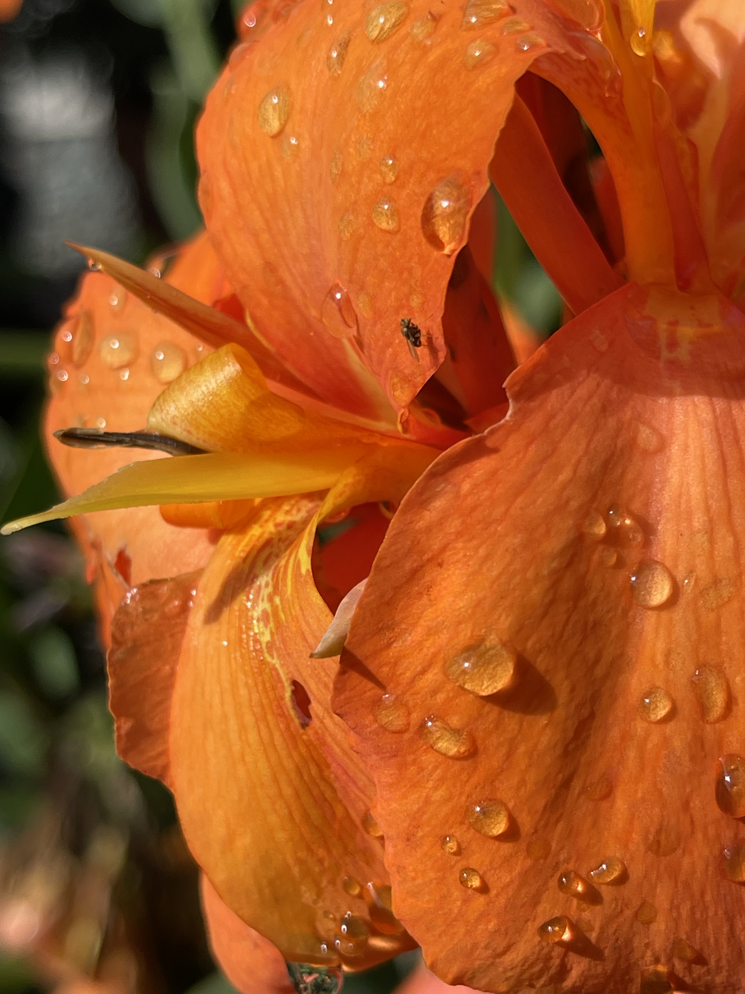 Flowers Up Close