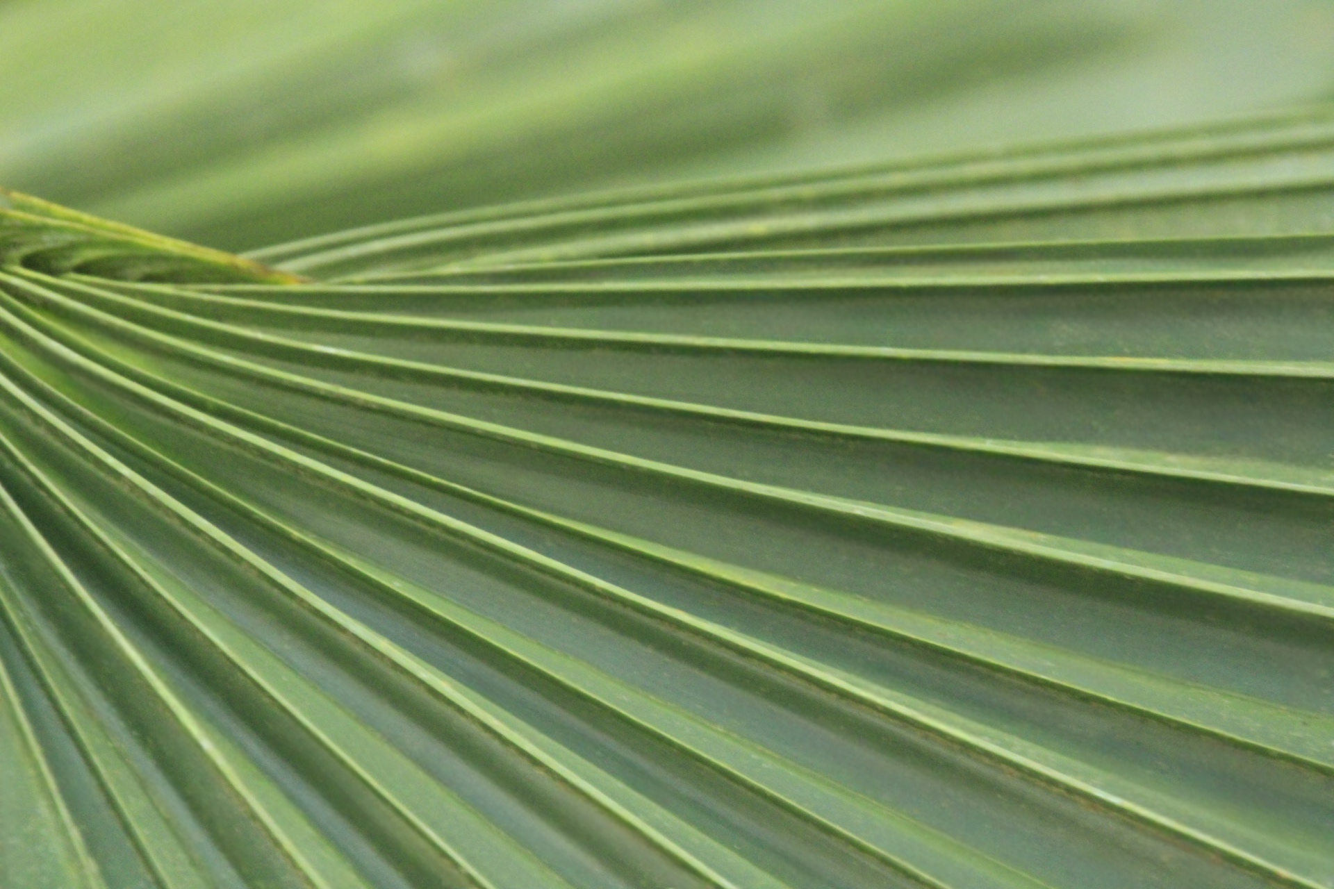 Leading Lines in Green