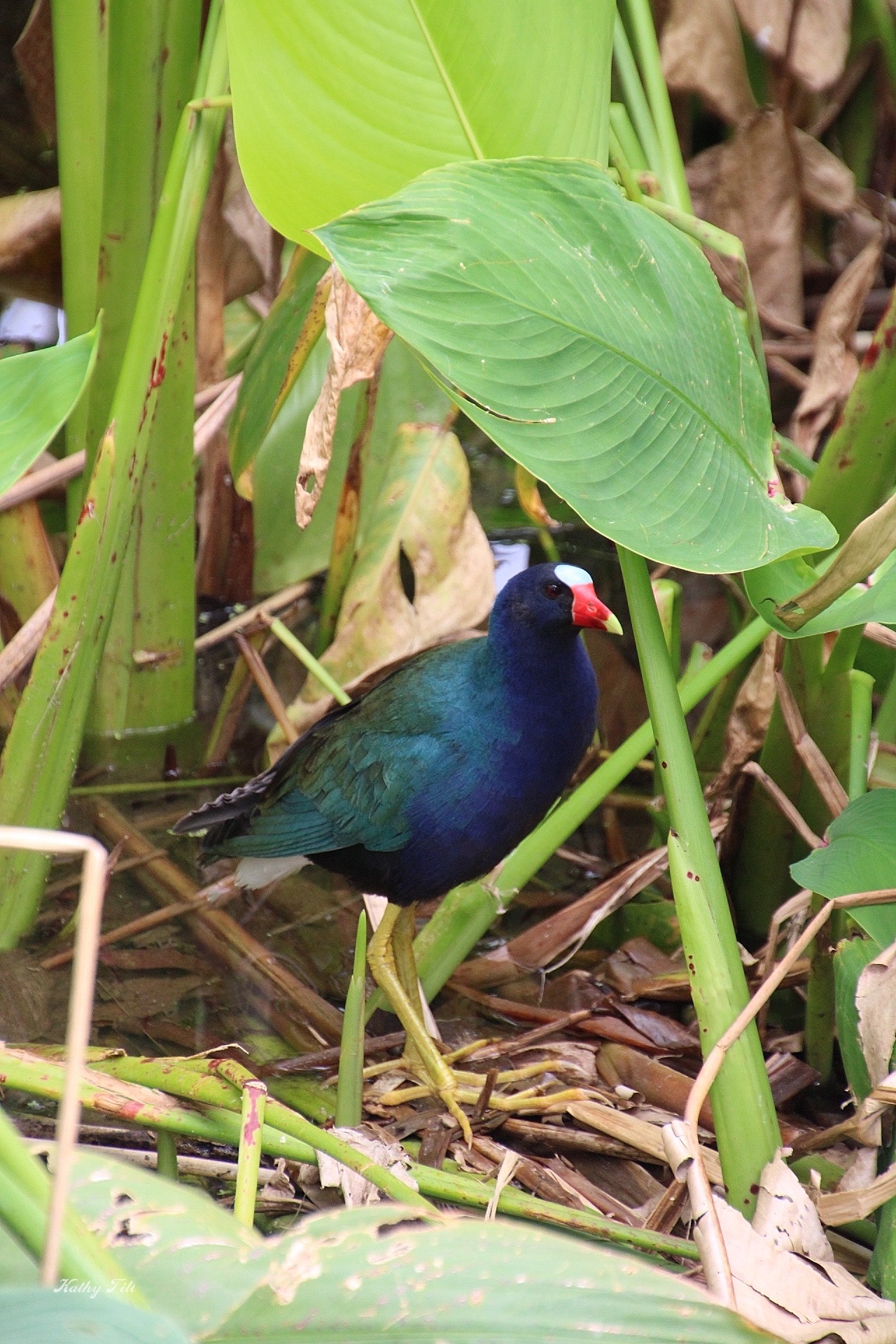 Birds – A Lifelong Love Affair