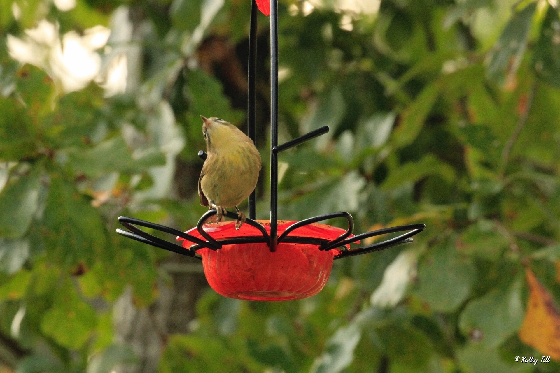 The Pine Warbler