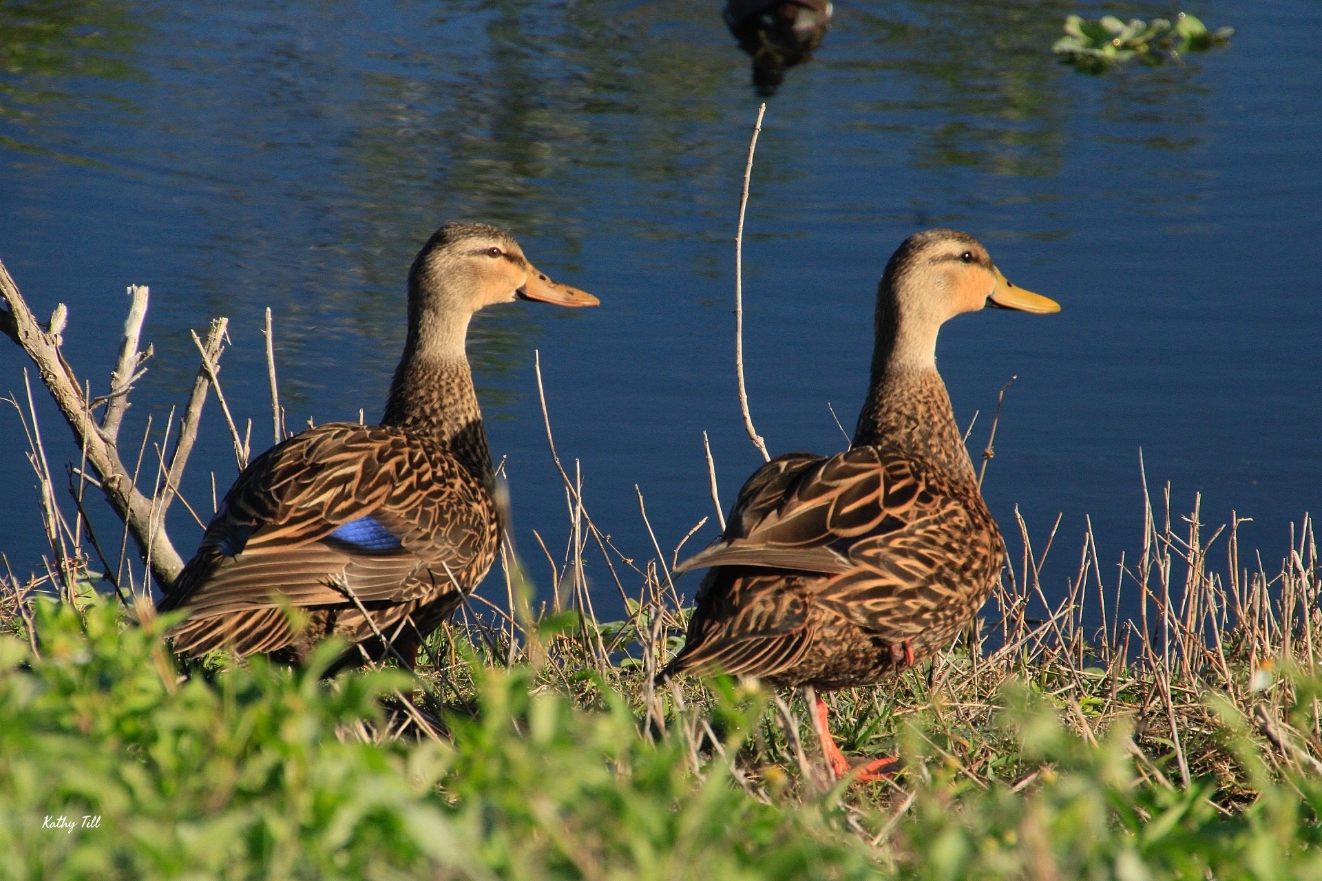Meet the Ducks
