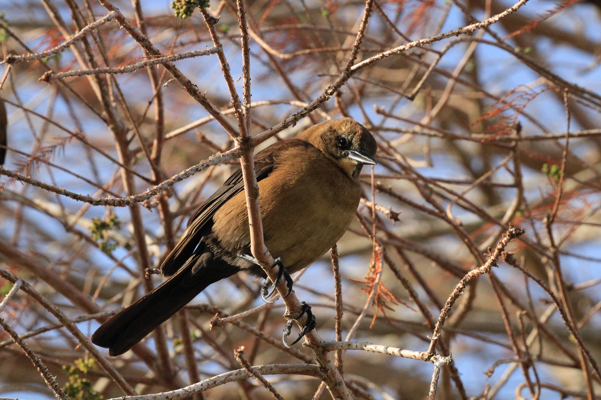 The Boat-Tailed Grackle