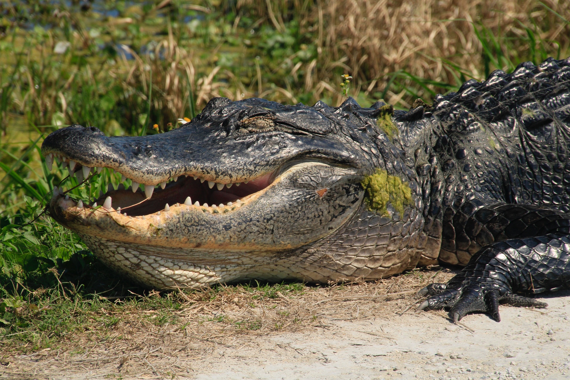The American Alligator