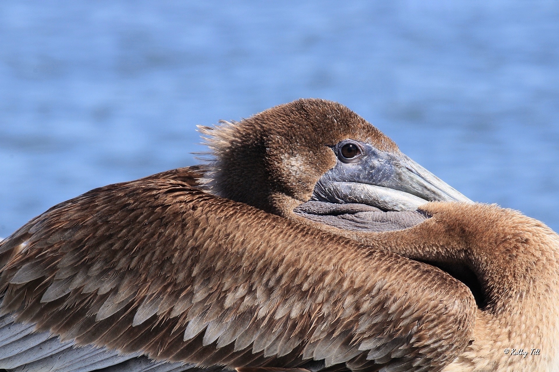 The Favorite, Favorites